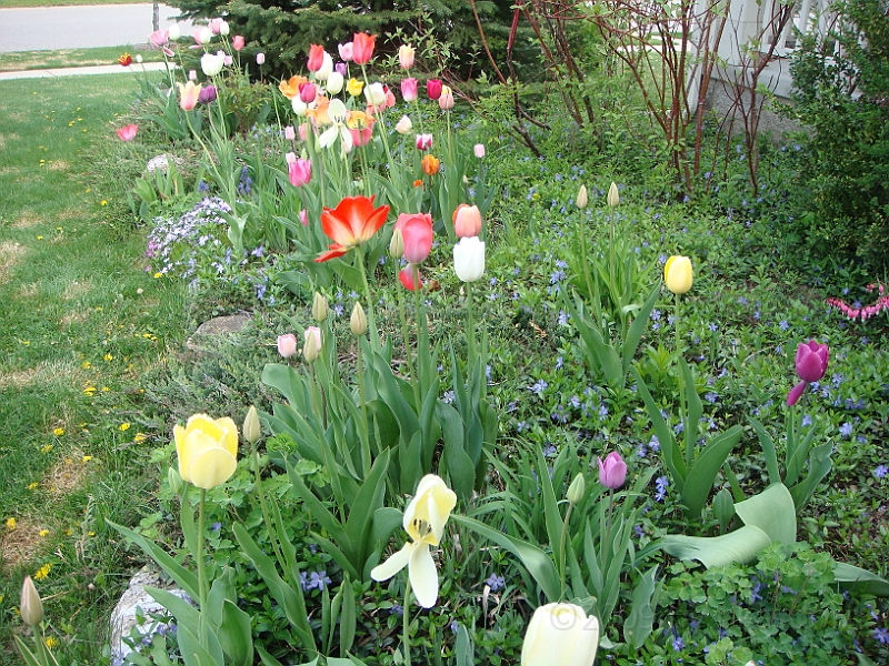 71 Nancy's Garden [2009 May 10].JPG - Nancy's Garden.